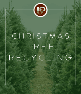 christmas tree recycling (3)